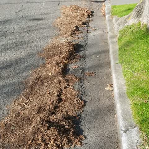 Roading/Streets, a report photo
