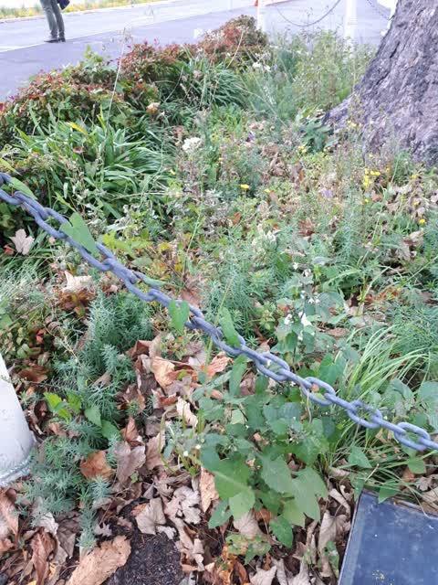 Roading/Streets, a report photo