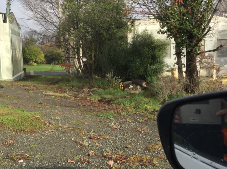 The photograph attached to this rubbish/recycling report