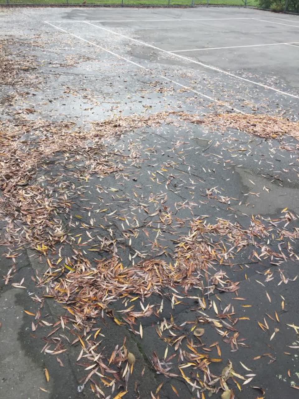 The photograph attached to this parks report