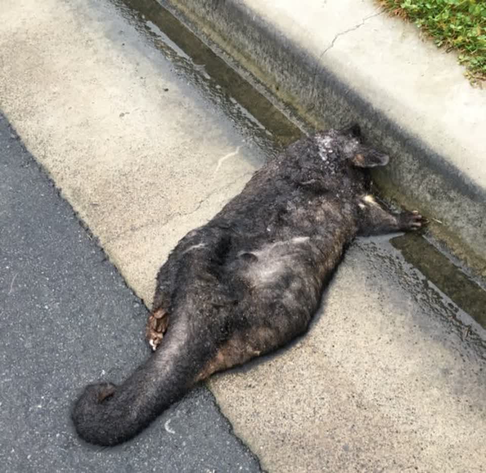 The photograph attached to this roading/streets report