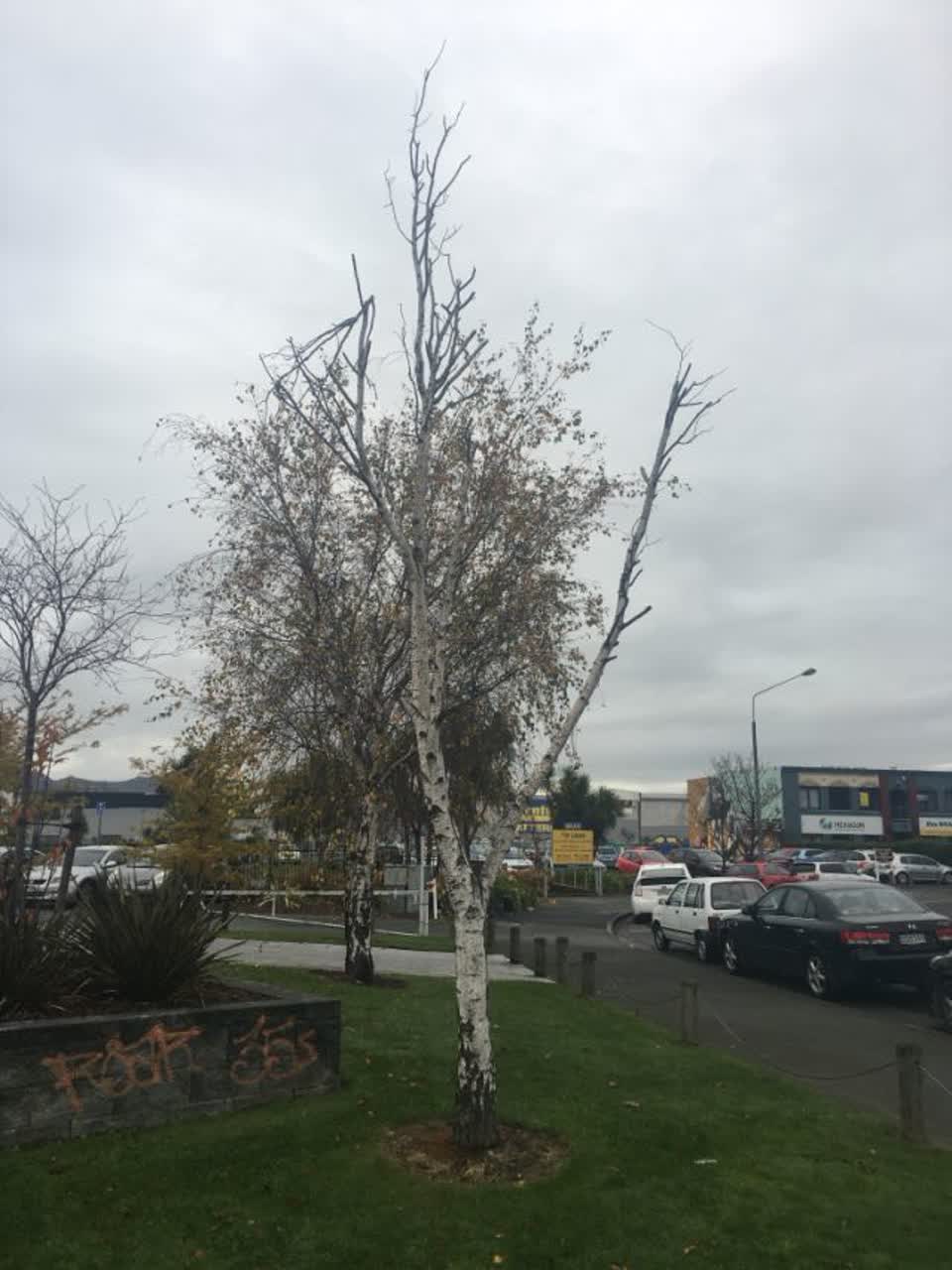 The photograph attached to this parks report