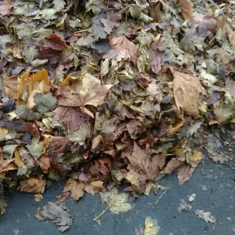Rubbish/Recycling, a report photo