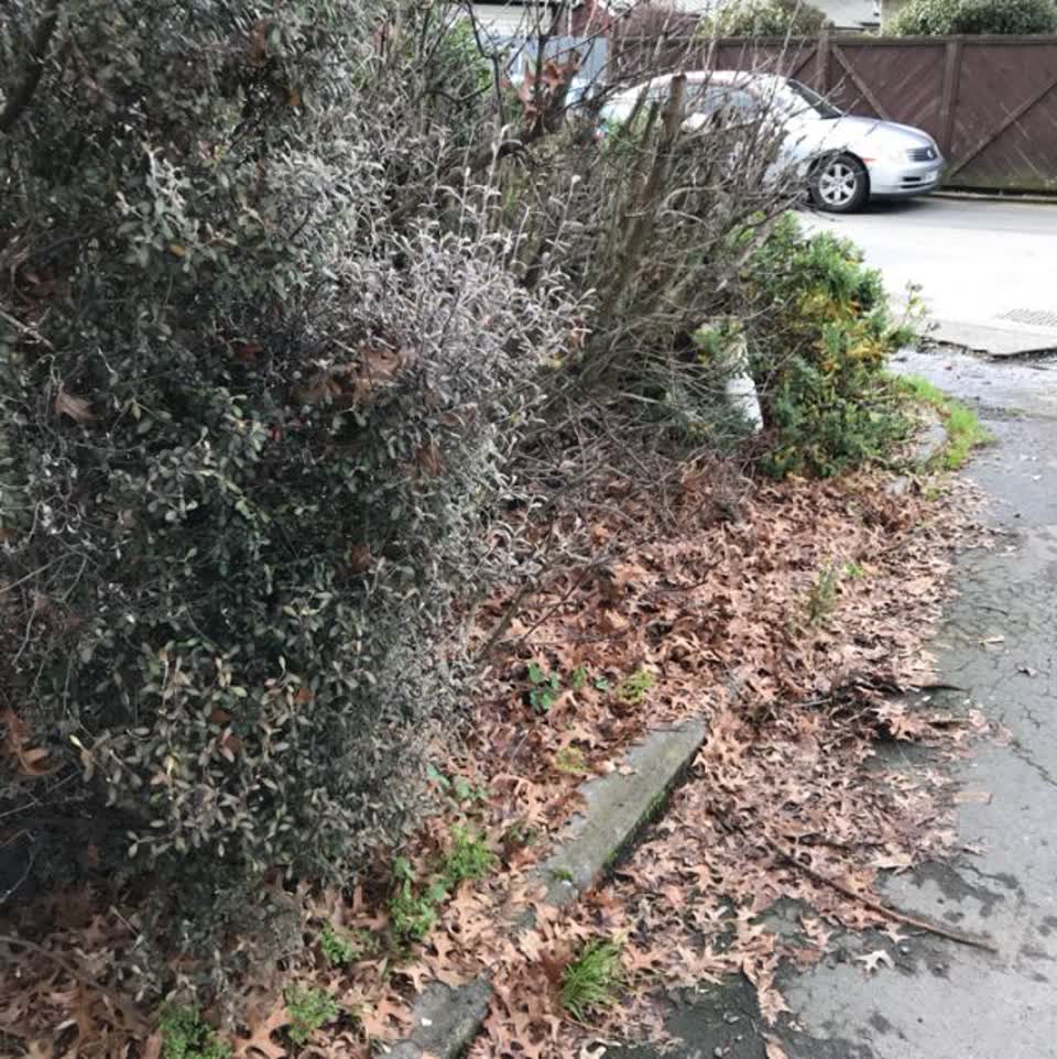 The photograph attached to this parks report