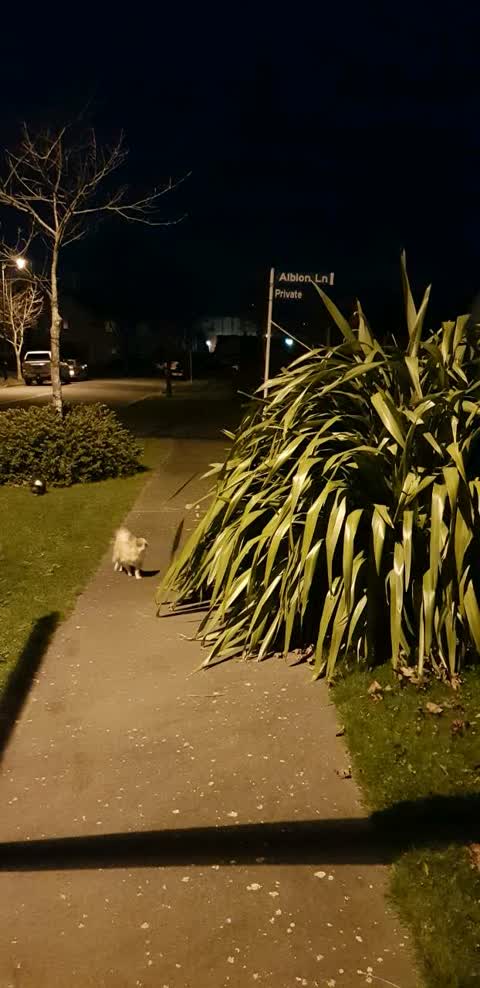Roading/Streets, a report photo