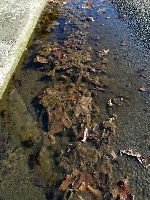 Flooding, a report photo