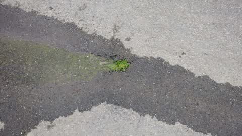 Roading/Streets, a report photo