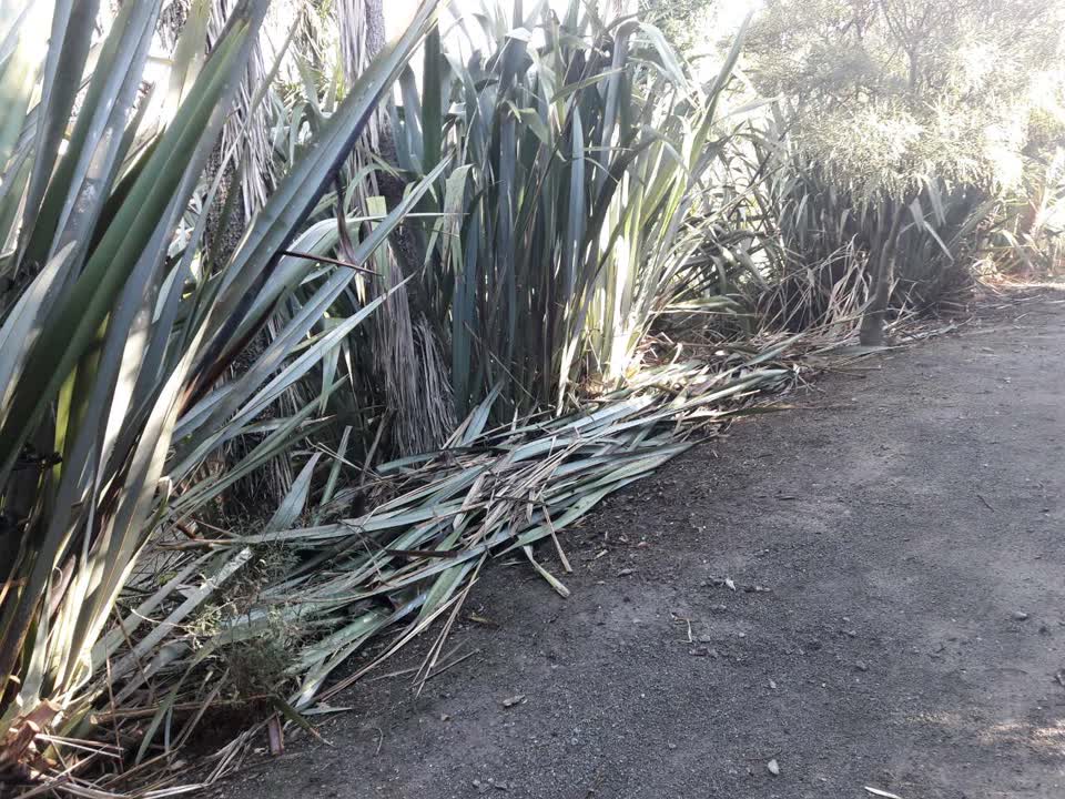 The photograph attached to this parks report