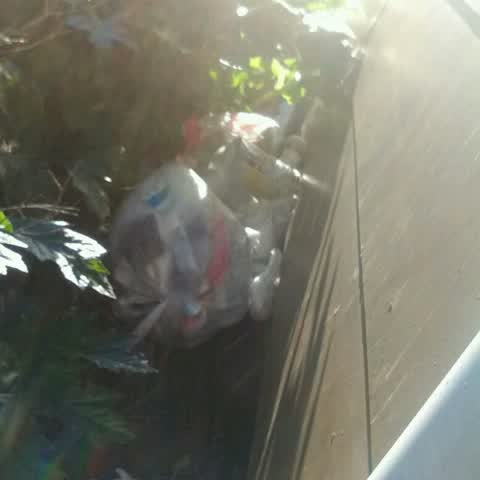 Rubbish/Recycling, a report photo