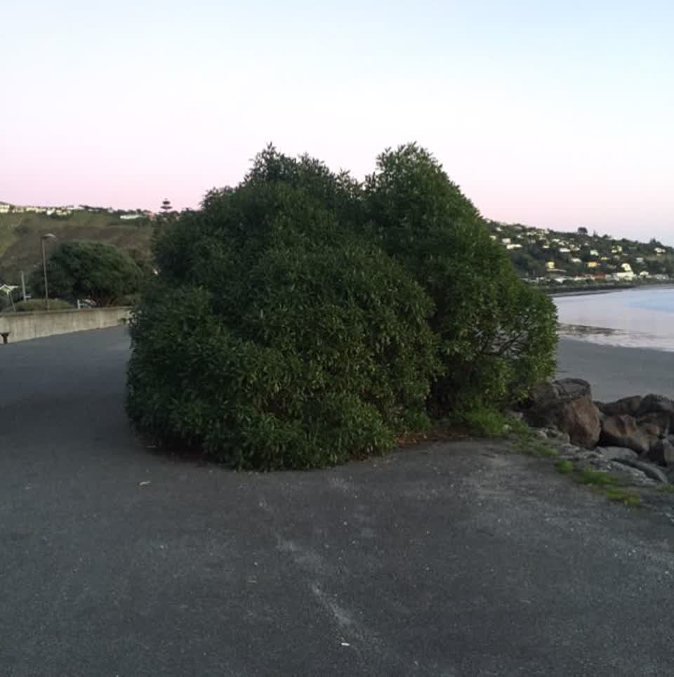 The photograph attached to this parks report