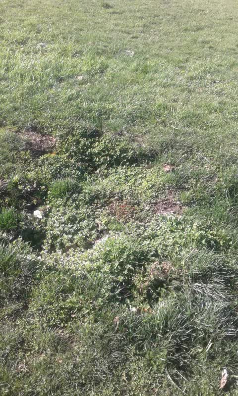 Parks, a report photo