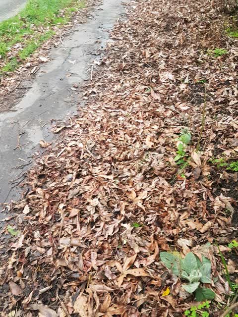 Roading/Streets, a report photo