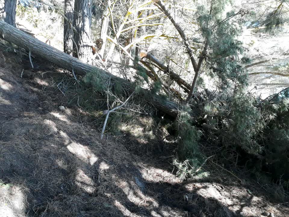 The photograph attached to this parks report