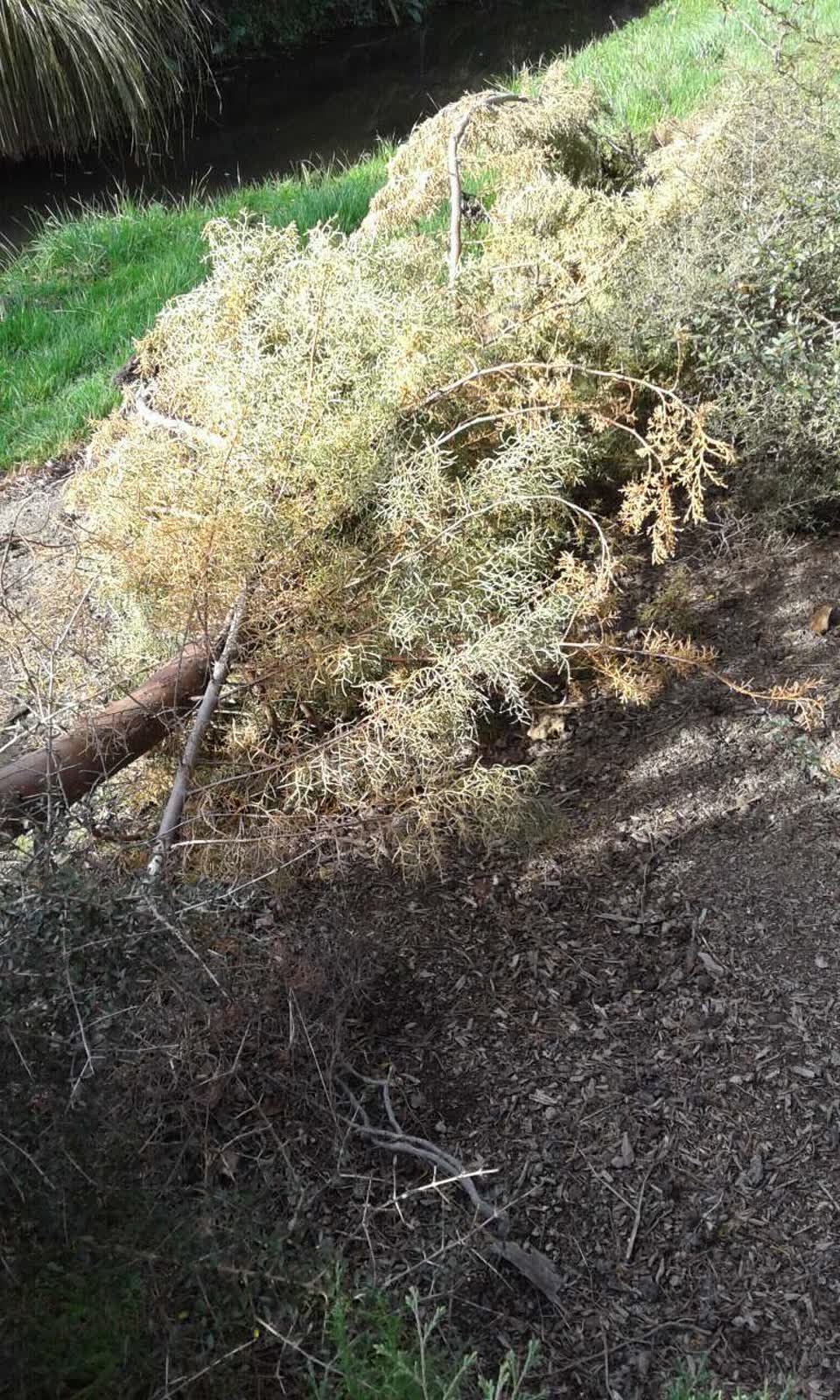 The photograph attached to this parks report