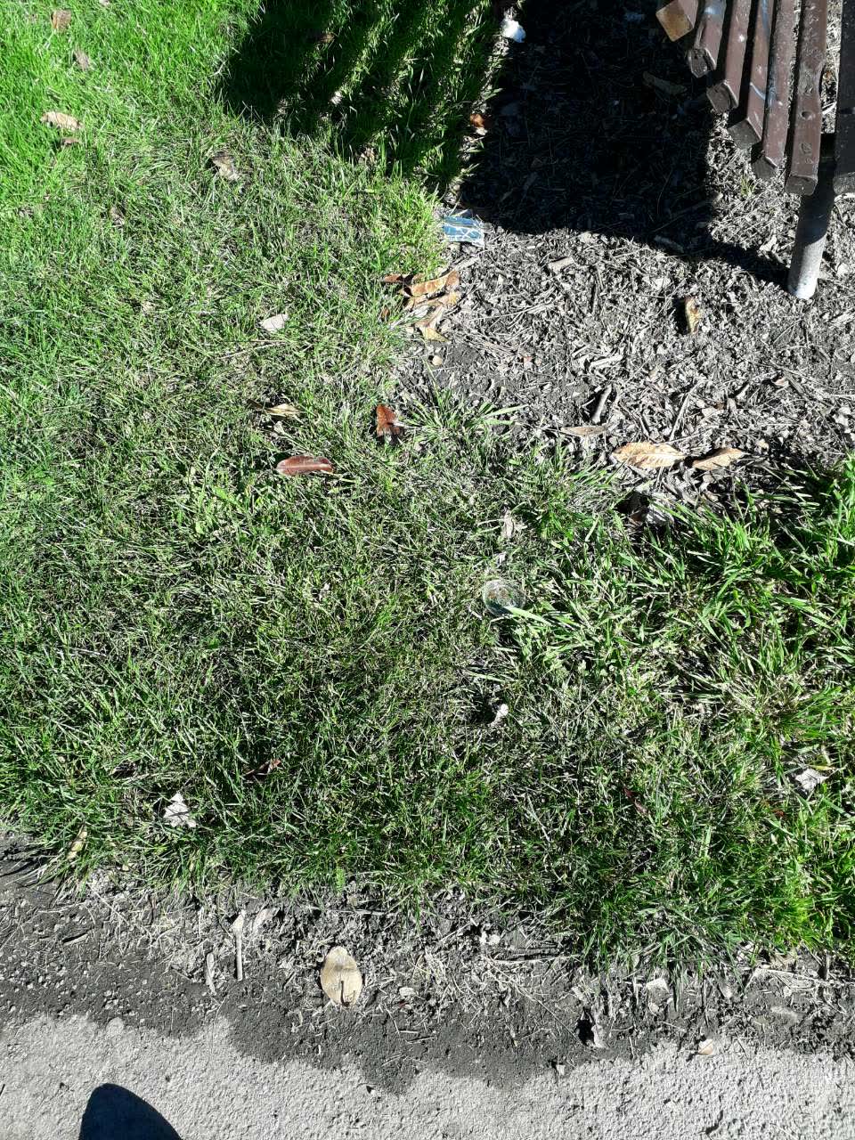 The photograph attached to this parks report