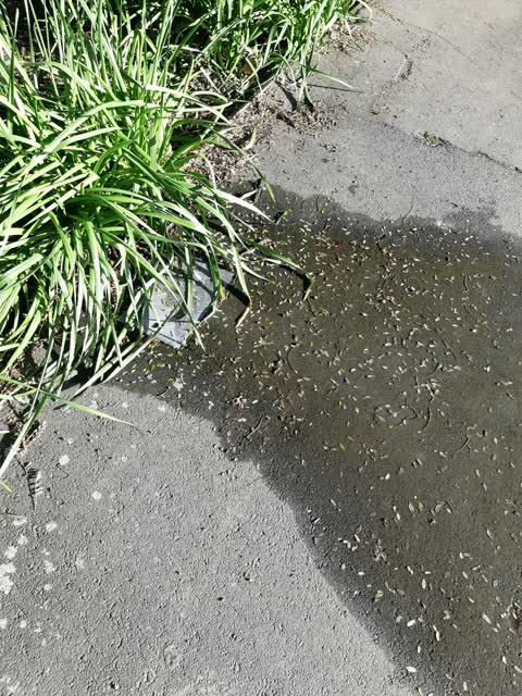 Water Supply, a report photo