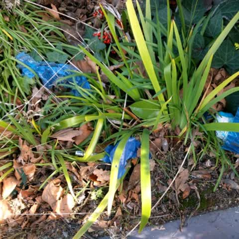 Rubbish/Recycling, a report photo