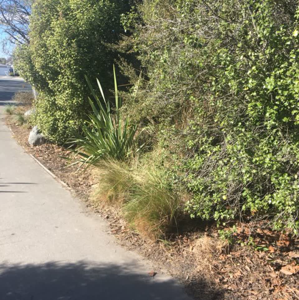 The photograph attached to this parks report
