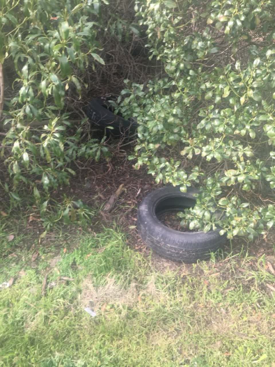The photograph attached to this parks report
