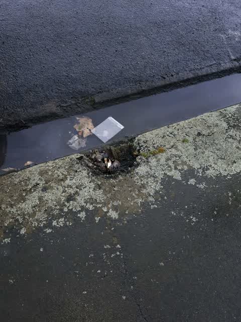 Roading/Streets, a report photo
