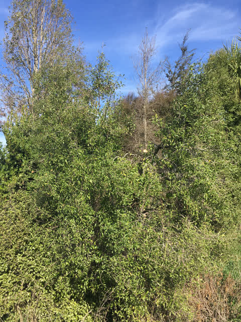 Parks, a report photo