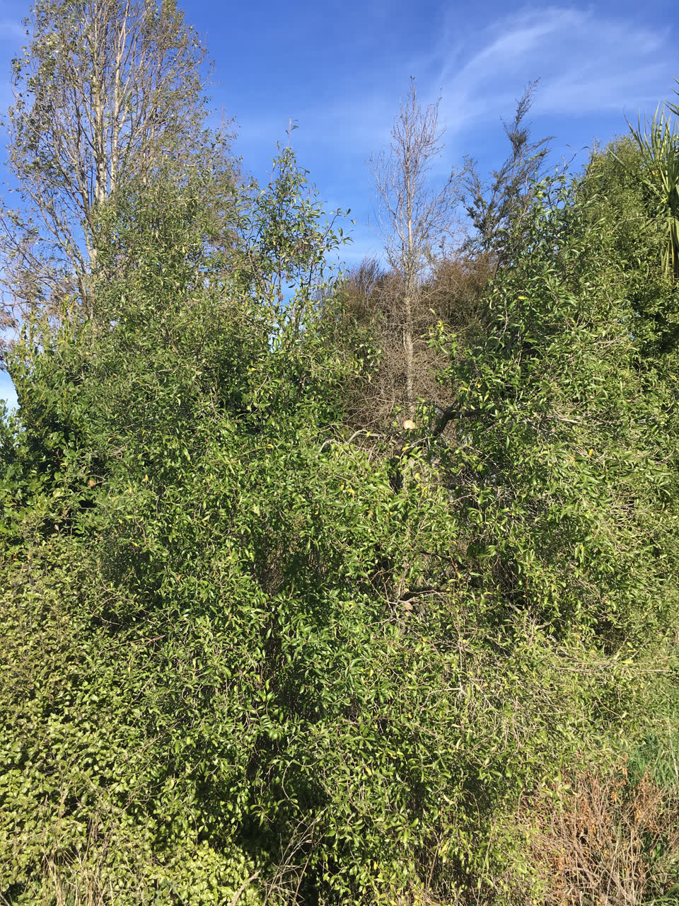 The photograph attached to this parks report