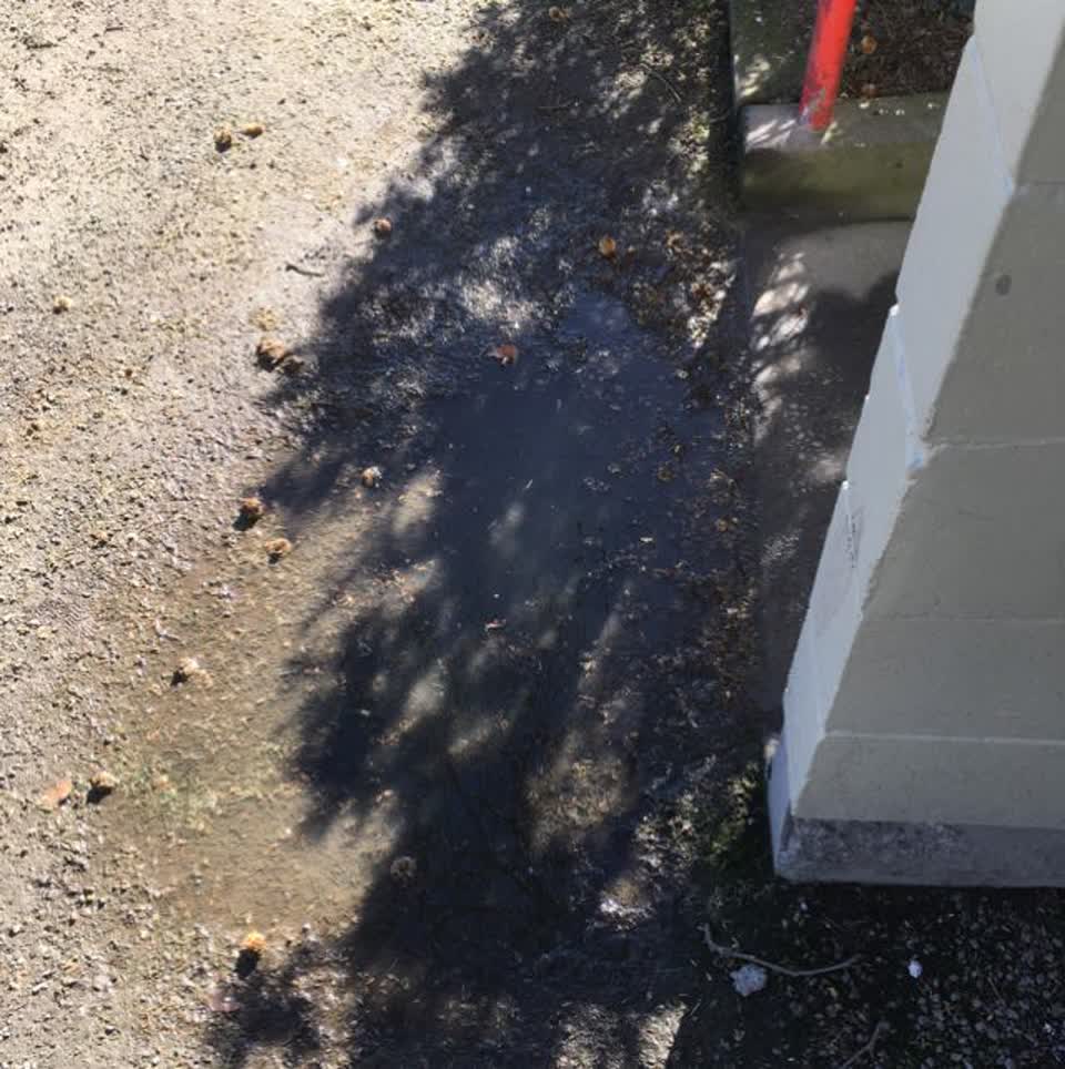The photograph attached to this parks report