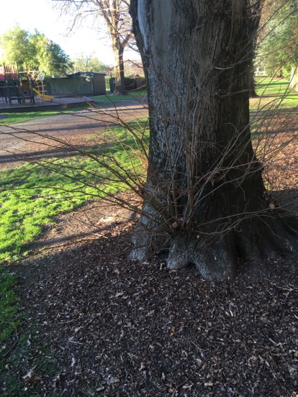 The photograph attached to this parks report