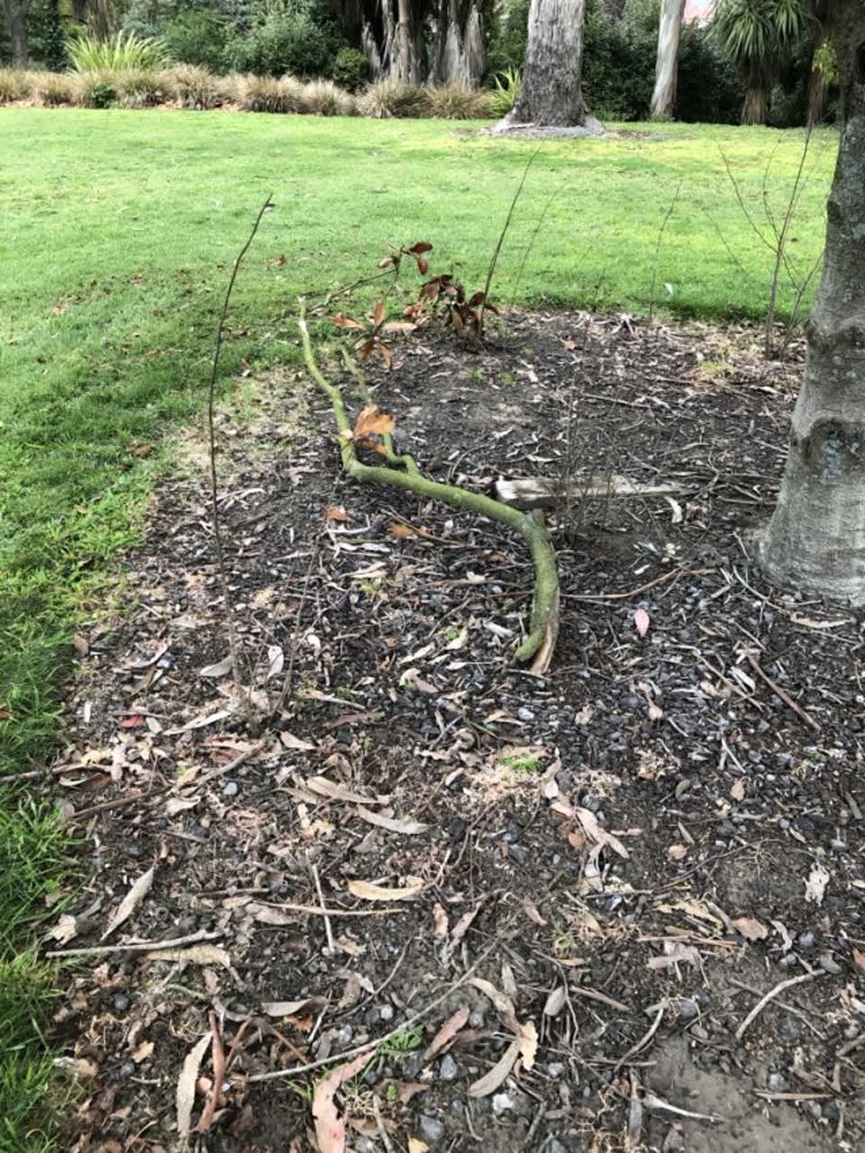 The photograph attached to this parks report