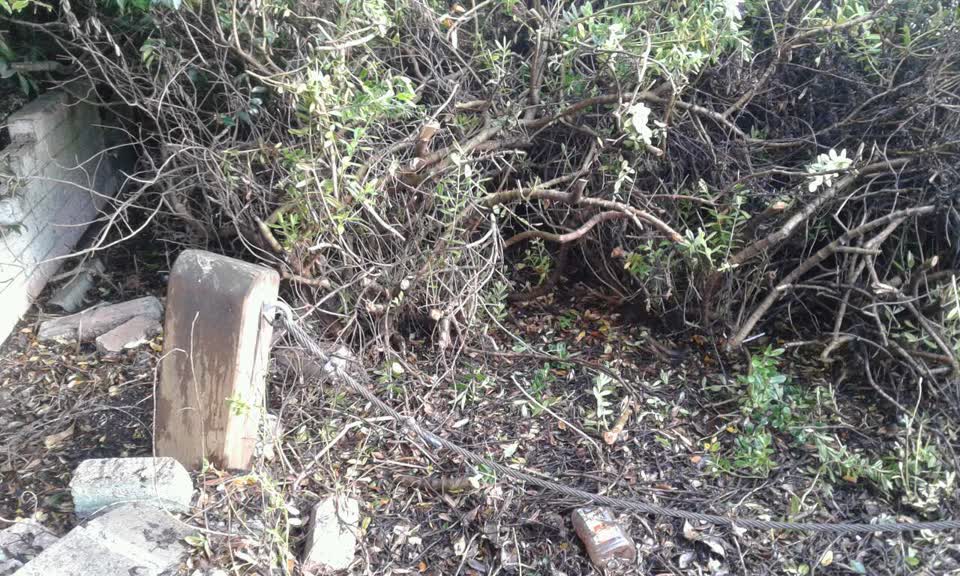 The photograph attached to this parks report