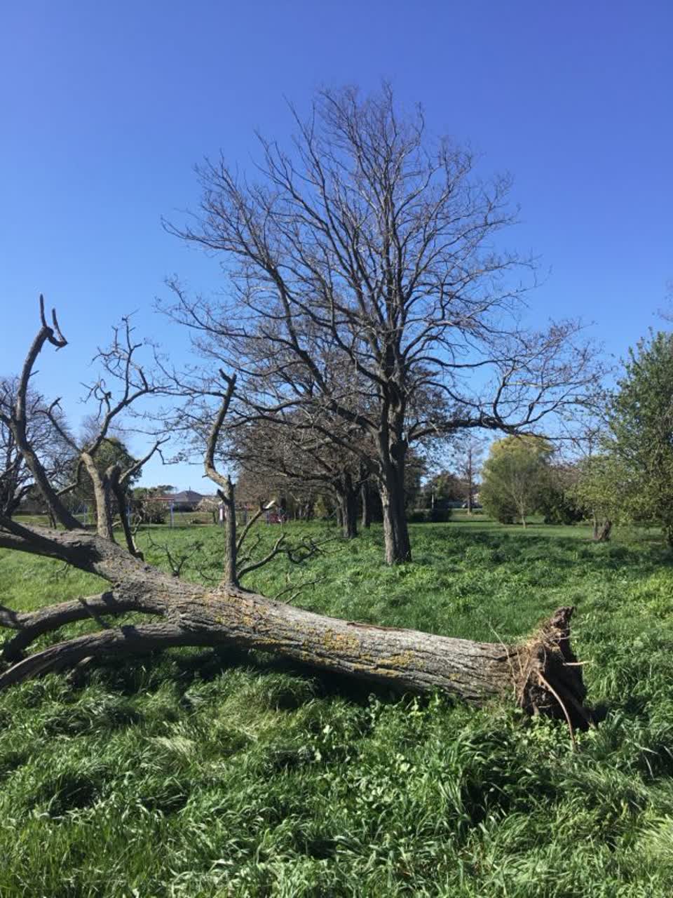The photograph attached to this parks report