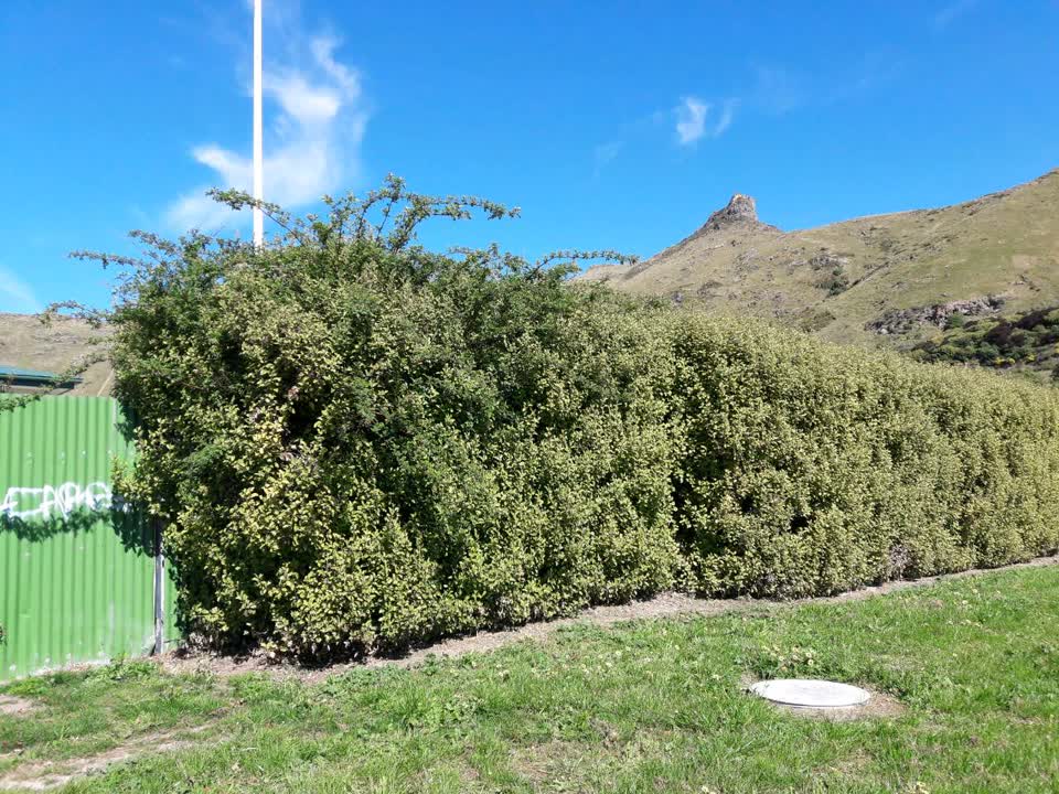 The photograph attached to this parks report