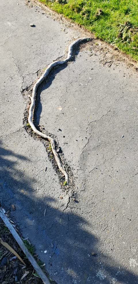 Roading/Streets, a report photo