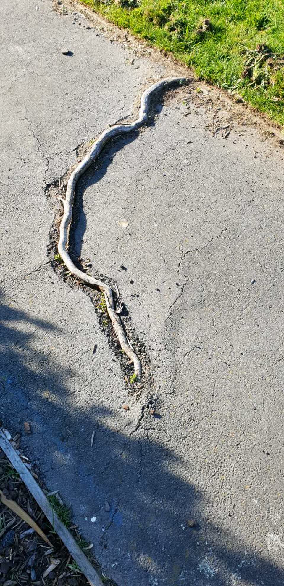 The photograph attached to this roading/streets report