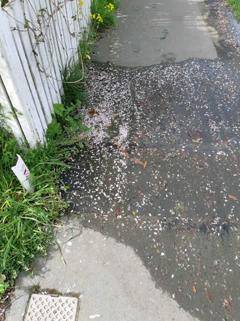 Water Supply, a report photo