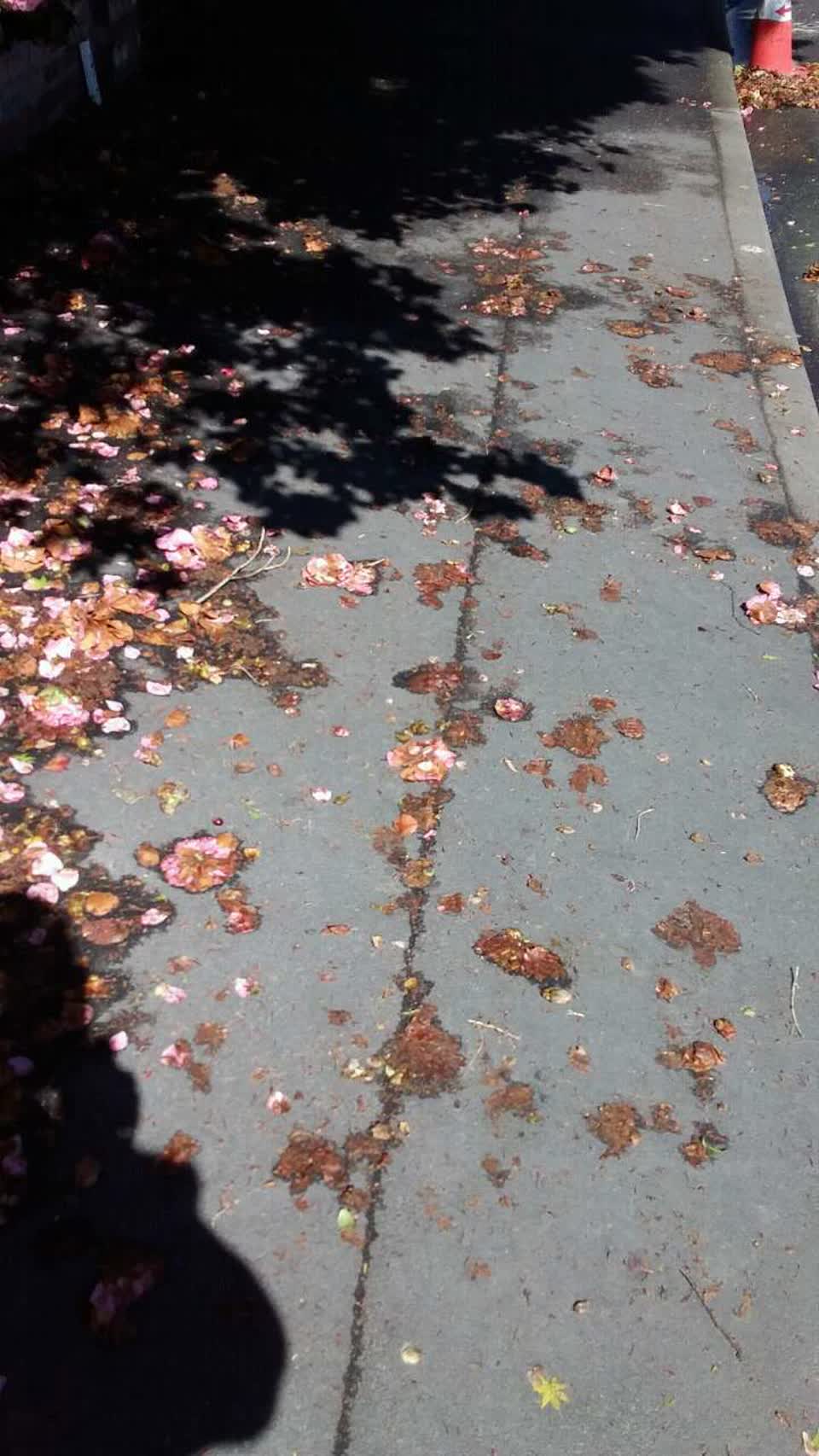 The photograph attached to this roading/streets report
