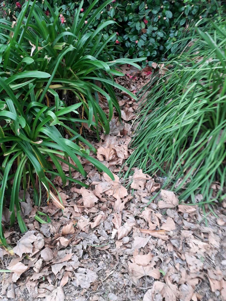 The photograph attached to this parks report