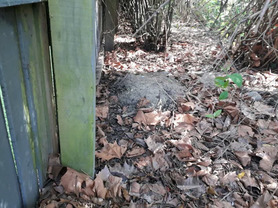 The photograph attached to this parks report