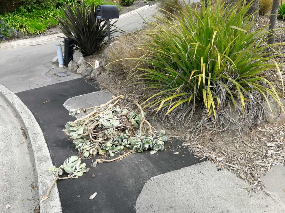 The photograph attached to this parks report