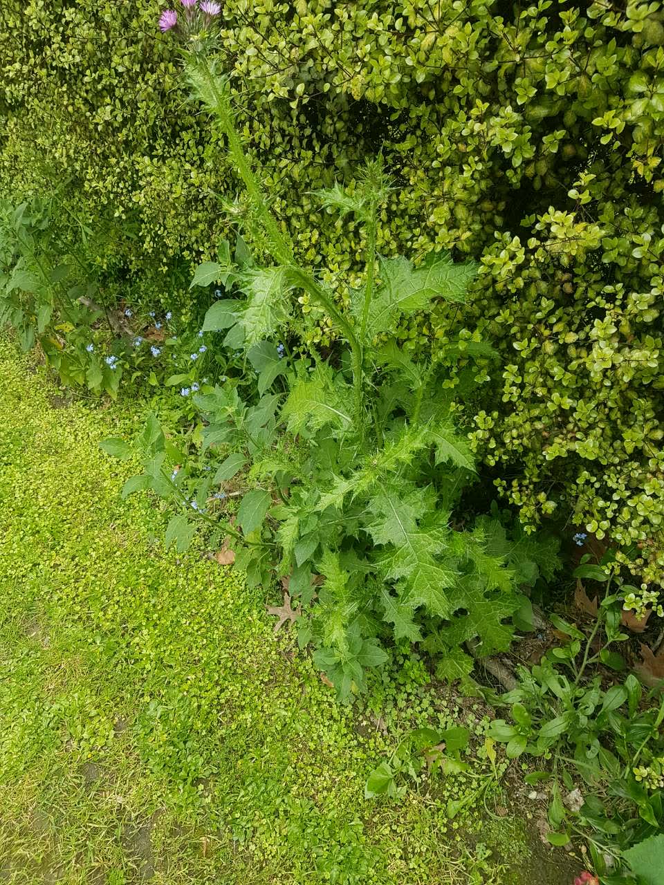 The photograph attached to this parks report