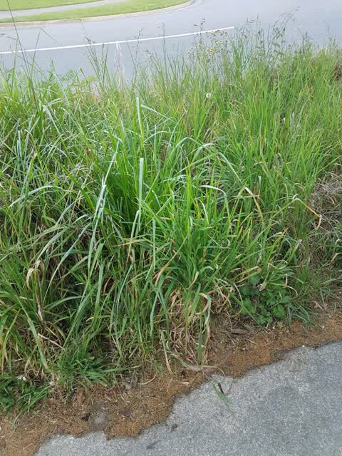 Roading/Streets, a report photo