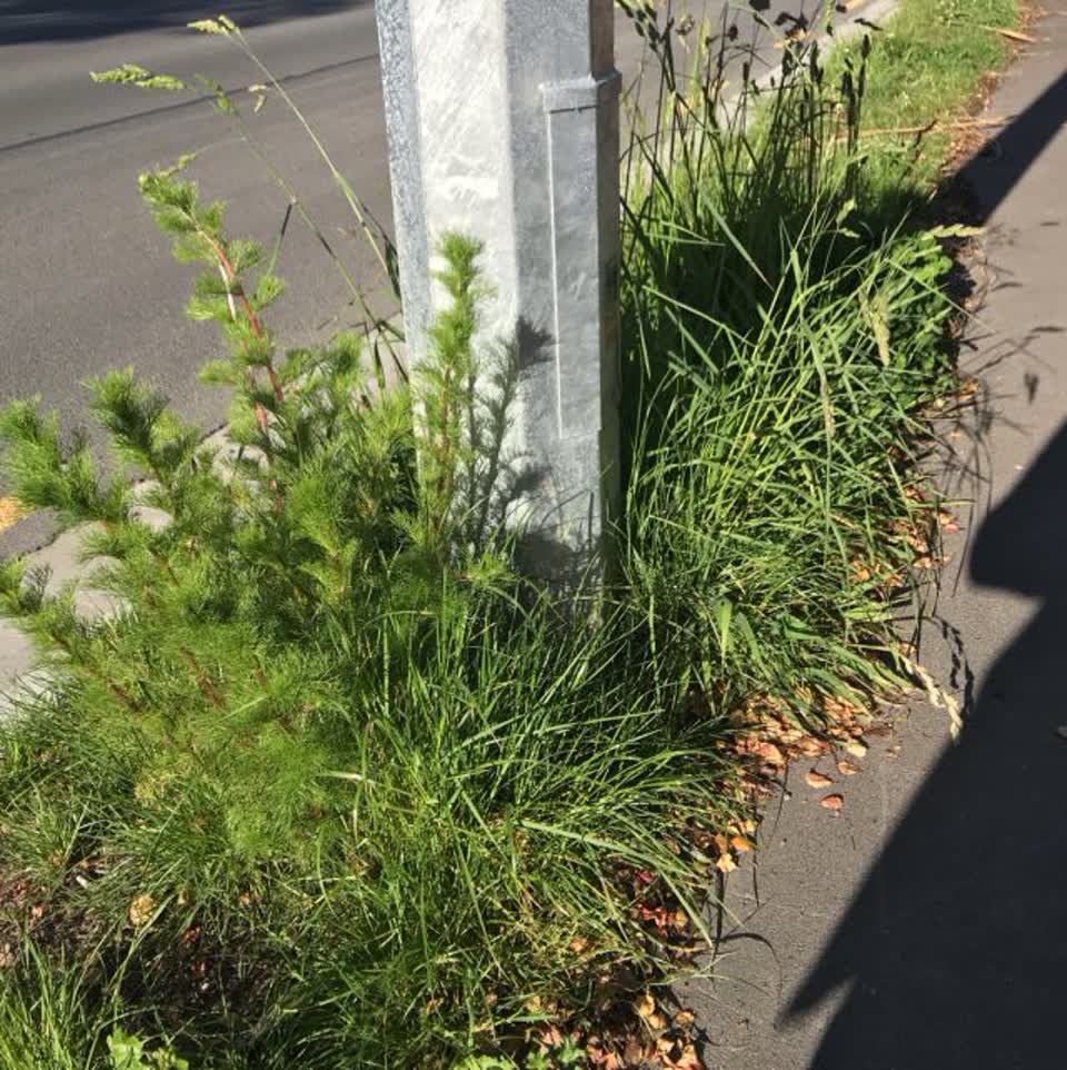 The photograph attached to this parks report