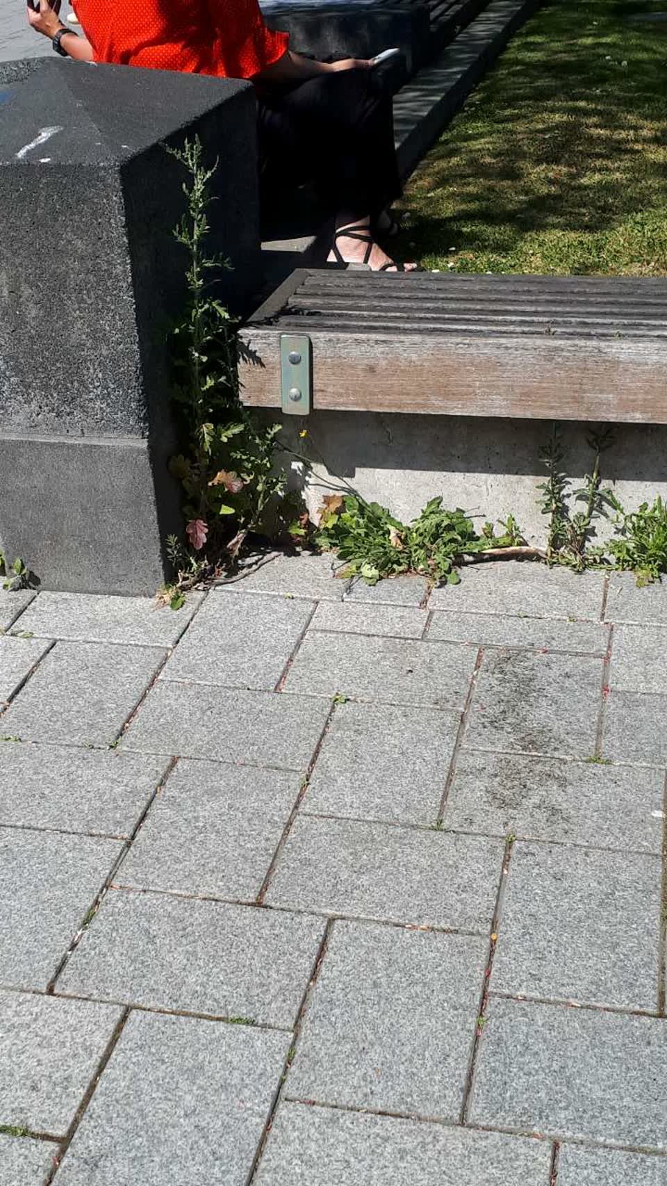 The photograph attached to this parks report