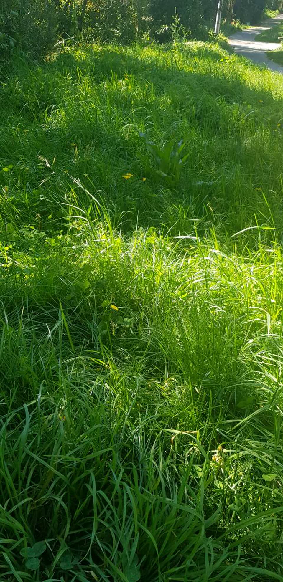 The photograph attached to this parks report