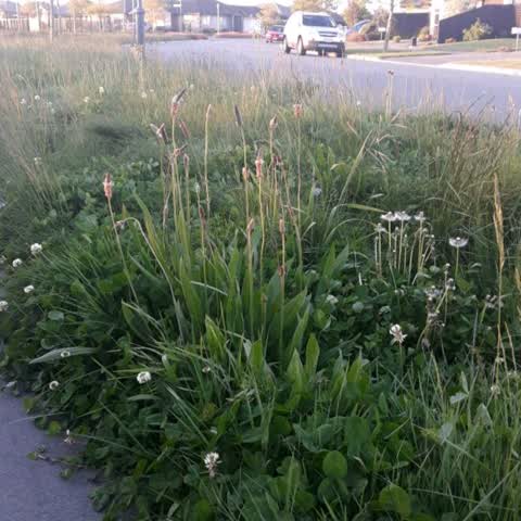 Roading/Streets, a report photo