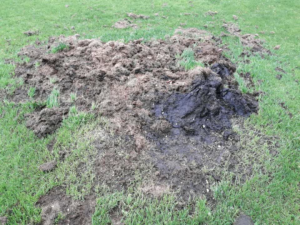 The photograph attached to this parks report