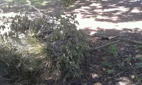 Parks, a report photo