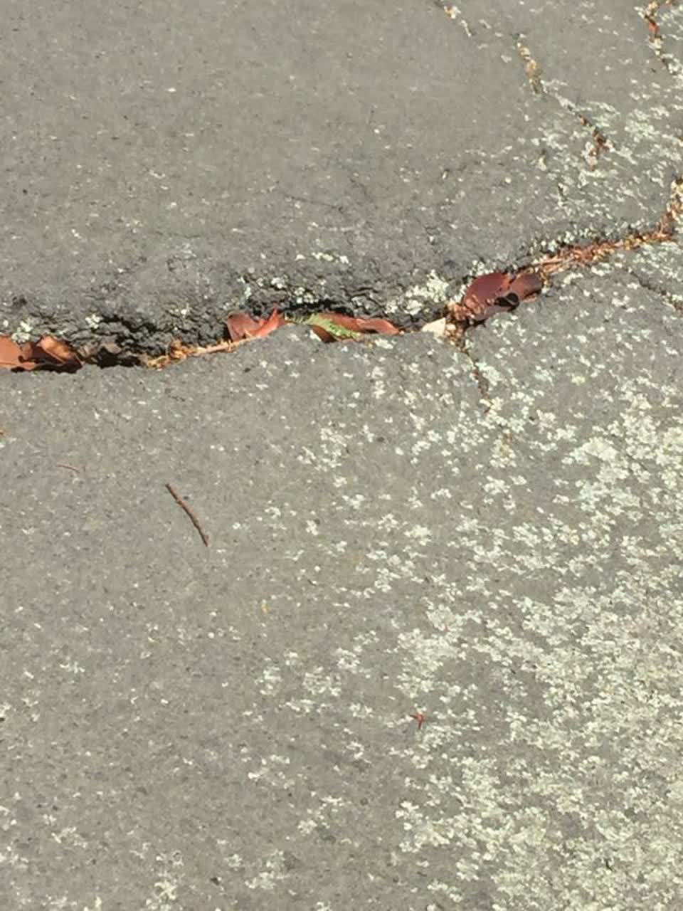 The photograph attached to this roading/streets report