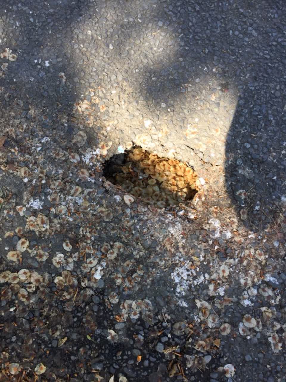 The photograph attached to this roading/streets report