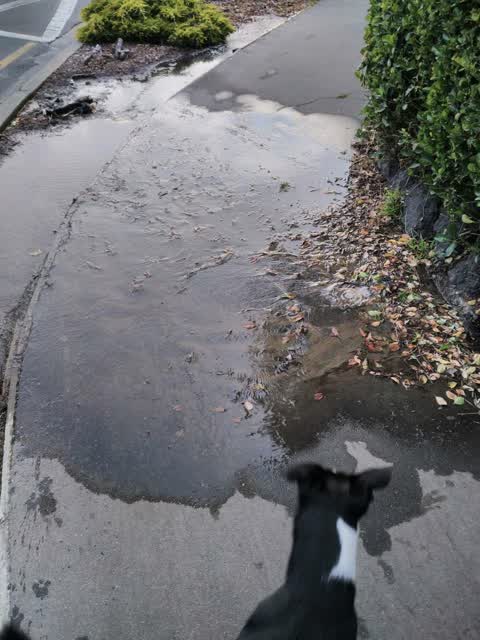 Water Supply, a report photo